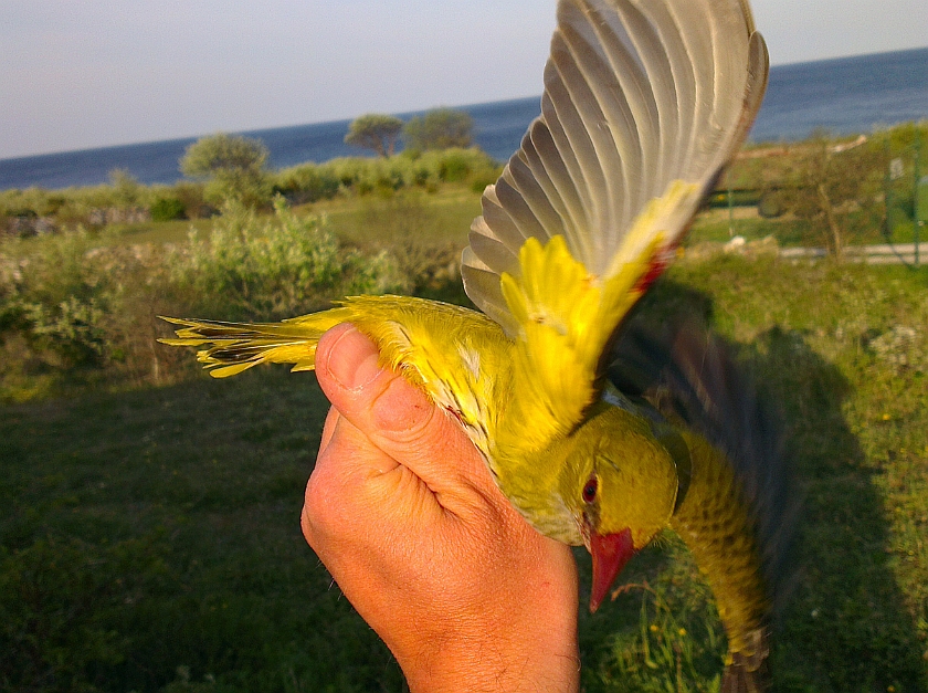 Eurasian Golden Oriole, Sundre 20120523